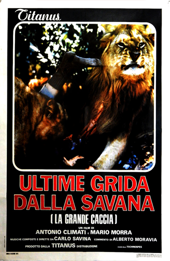 Locandina del film Ultime grida dalla savana con un leone che ruggisce e mostra un'espressione tesa in un ambiente naturale di savana. La locandina presenta testo italiano in rosso e bianco: Ultime grida dalla savana La grande caccia, con i crediti per Antonio Climati, Mario Morra, Carlo Savina e Alberto Moravia. Il tono generale è drammatico e intenso.
